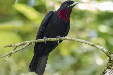 Purple-throated Fruitcrow