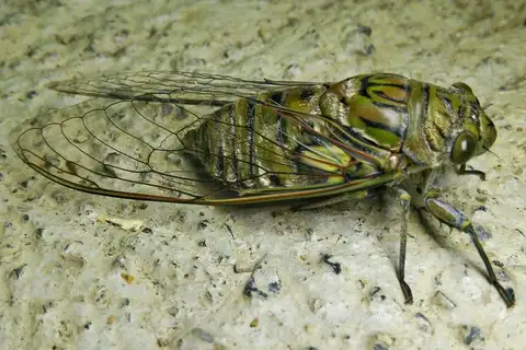 Giant Cicada