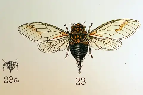 Keeled Karoo Cicada