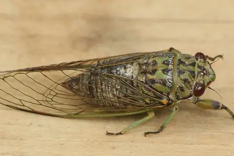 Forest Karoo Cicada
