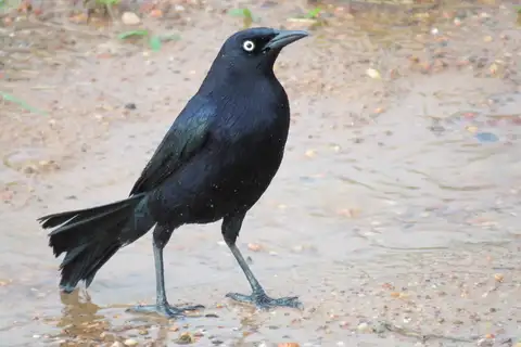 Carib Grackle