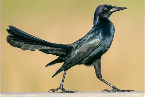 Boat-tailed Grackle