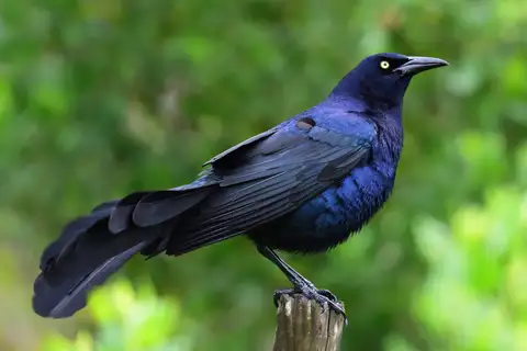 Great-tailed Grackle