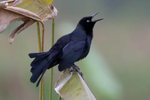 Nicaraguan Grackle