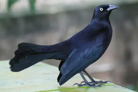 Greater Antillean Grackle