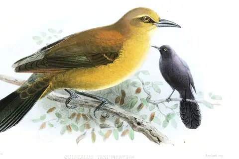 Slender-billed Grackle