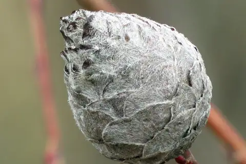 Willow Pinecone Gall Midge