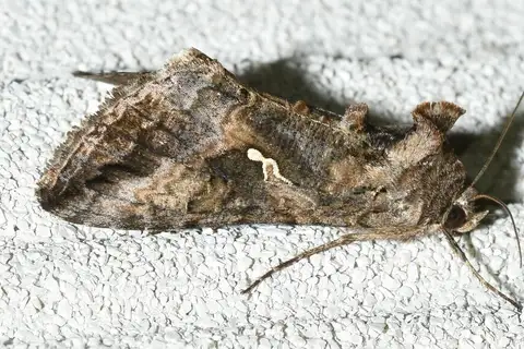 Gray Looper Moth