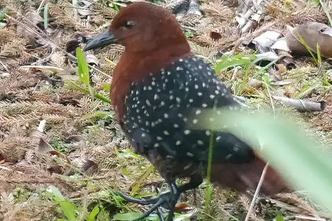 Forbes's Forest Rail