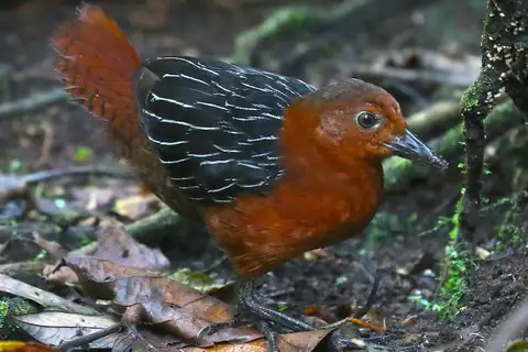 White-striped Forest Rail