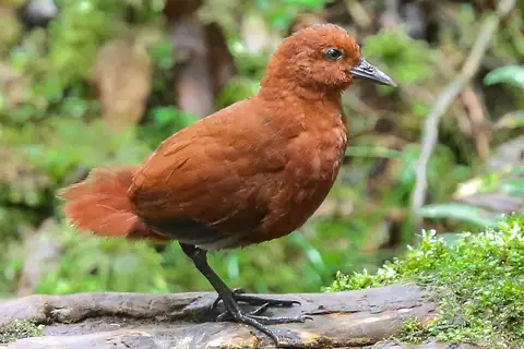 Chestnut Forest Rail