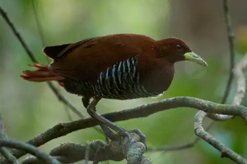 Andaman Crake
