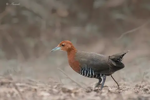 Slaty-legged Crake