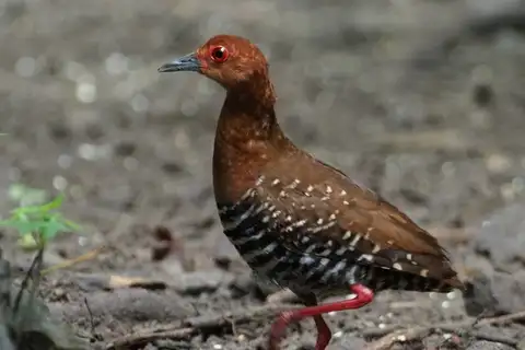Red-legged Crake