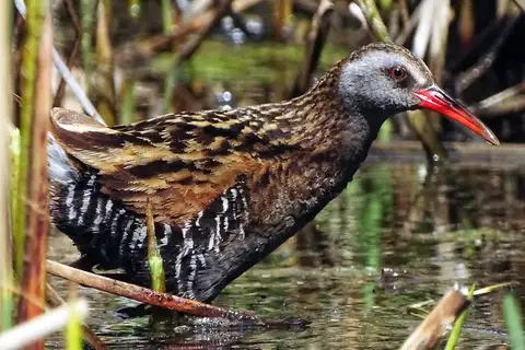 Austral Rail