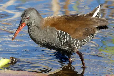 African Rail