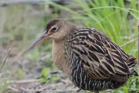 King Rail