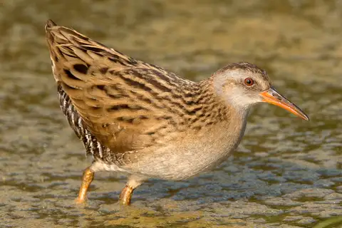 Brown-cheeked Rail