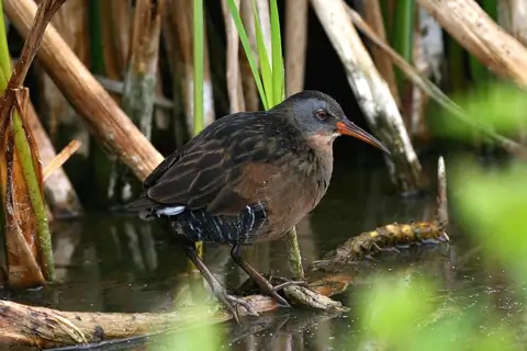 Virginia Rail
