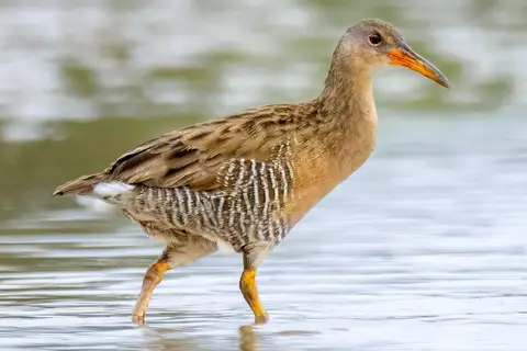 Mangrove Rail