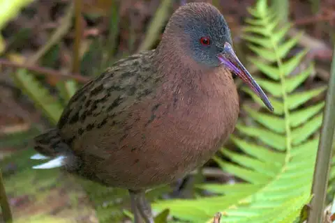 Madagascar Rail