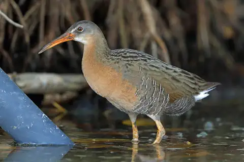 Ridgway's Rail