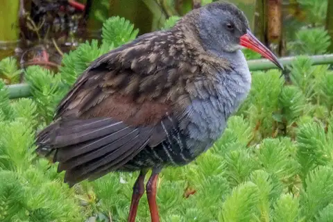 Bogota Rail