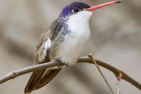 Violet-crowned Hummingbird