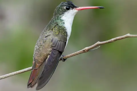 Green-fronted Hummingbird