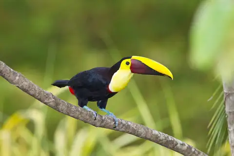 Yellow-throated Toucan