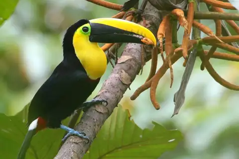 Choco Toucan