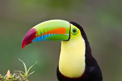 Keel-billed Toucan