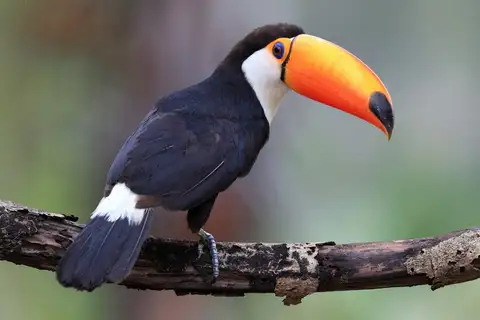 Toco Toucan
