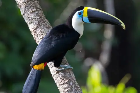 White-throated Toucan