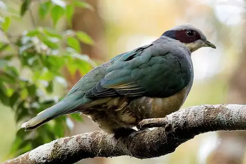 Red-eared Fruit Dove