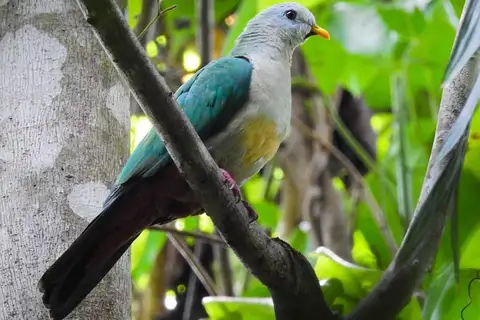 Oberholser's Fruit Dove
