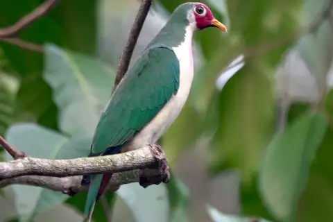 Jambu Fruit Dove