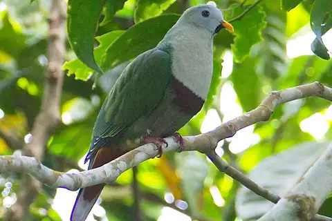 Black-chinned Fruit Dove