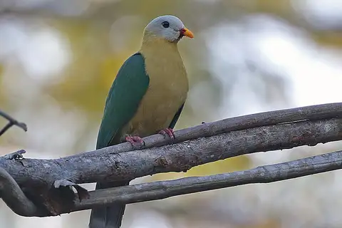 Sula Fruit Dove