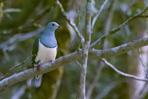 Cream-breasted Fruit Dove