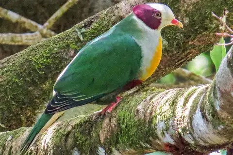 Yellow-breasted Fruit Dove