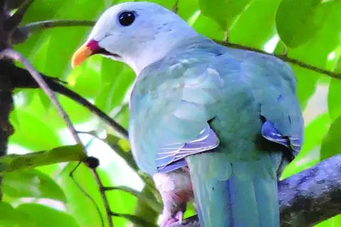 Banggai Fruit Dove
