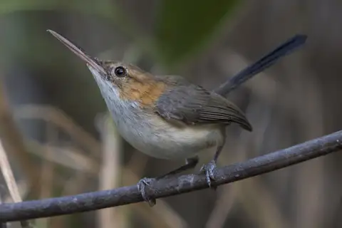 Trilling Gnatwren