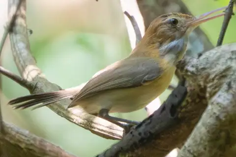 Chattering Gnatwren