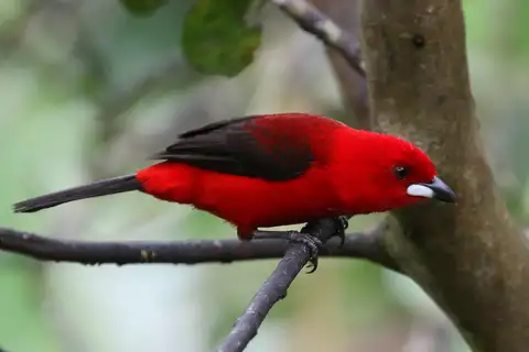 Brazilian Tanager