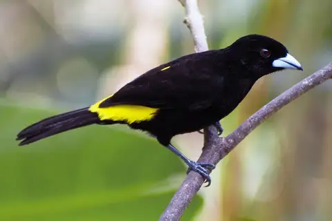Flame-rumped Tanager