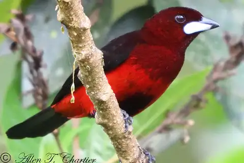 Huallaga Tanager