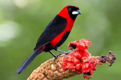 Masked Crimson Tanager