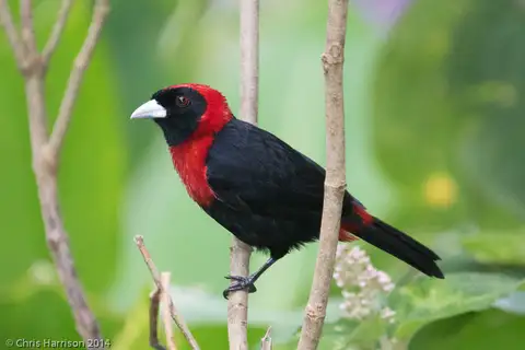 Crimson-collared Tanager