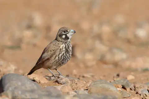 Thick-billed Lark